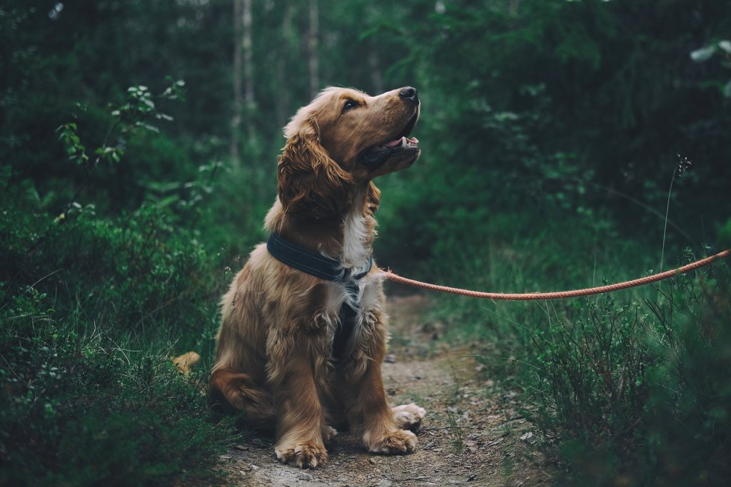 Hund In Koeln 1 Artikel &ndash; &copy;Pexels