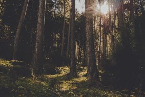 Wald Spaziergang Koeln 1 Artikel – ©Pexels
