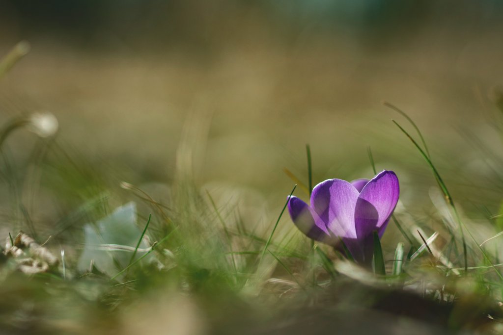 Fr&uuml;hling, K&ouml;ln &ndash; &copy;Unsplash