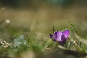 Fr&uuml;hling, K&ouml;ln &ndash; &copy;Unsplash