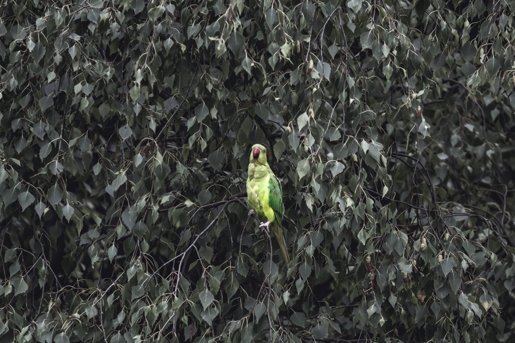 Fr&uuml;hling, K&ouml;ln &ndash; &copy;Unsplash