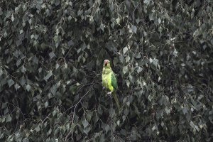Fr&uuml;hling, K&ouml;ln &ndash; &copy;Unsplash