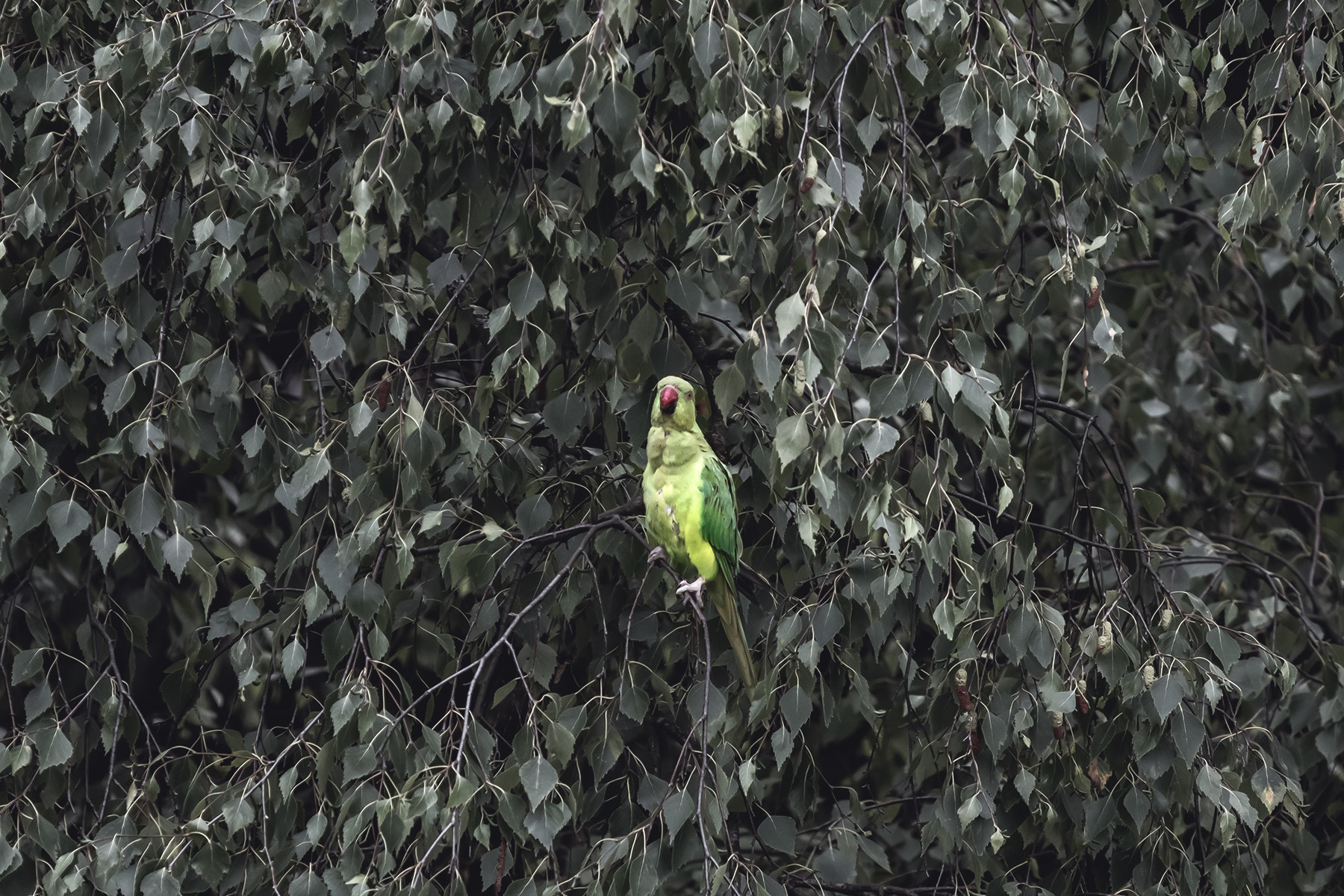 Fr&uuml;hling, K&ouml;ln &ndash; &copy;Unsplash