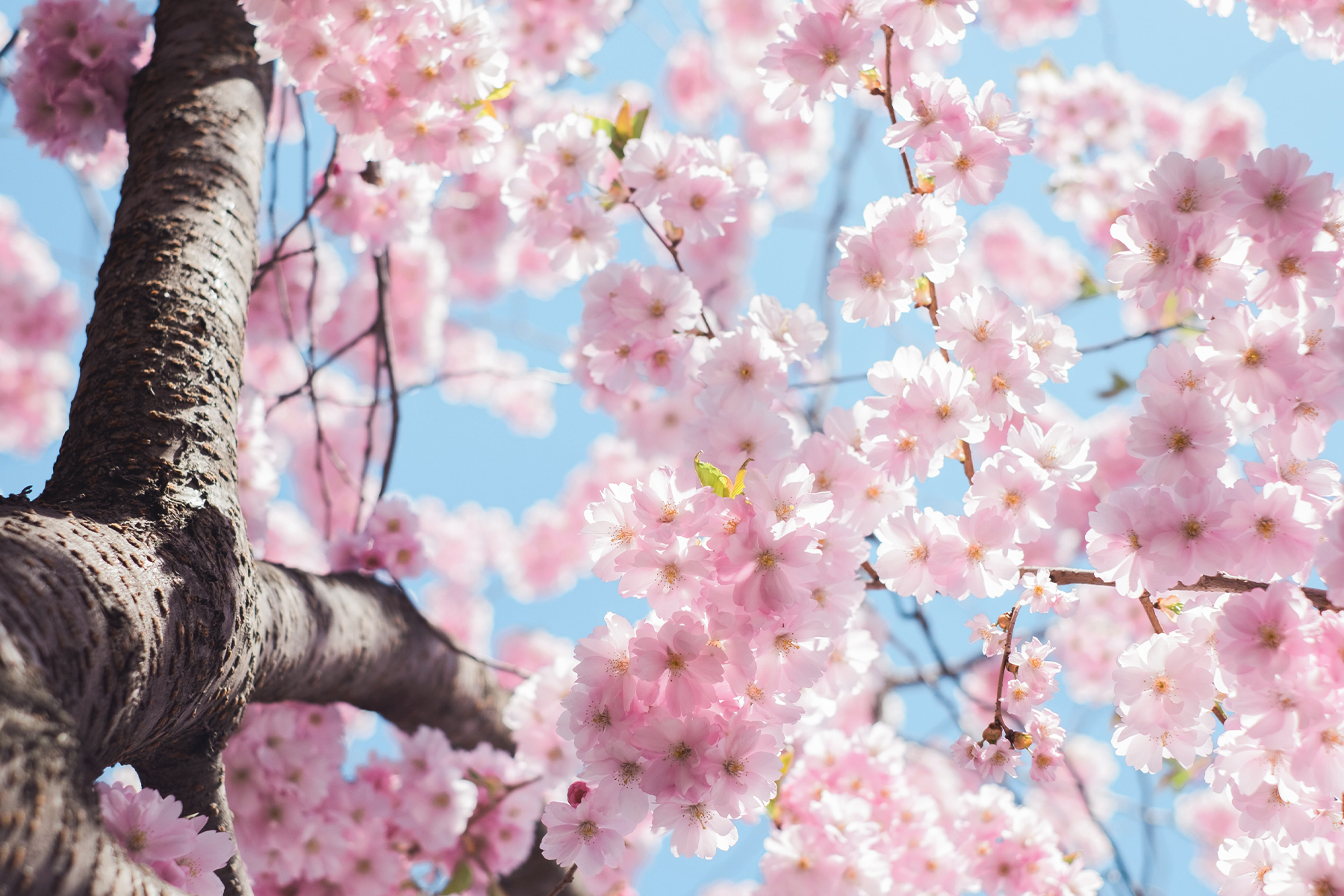 Fr&uuml;hling K&ouml;ln &ndash; &copy;Unsplash