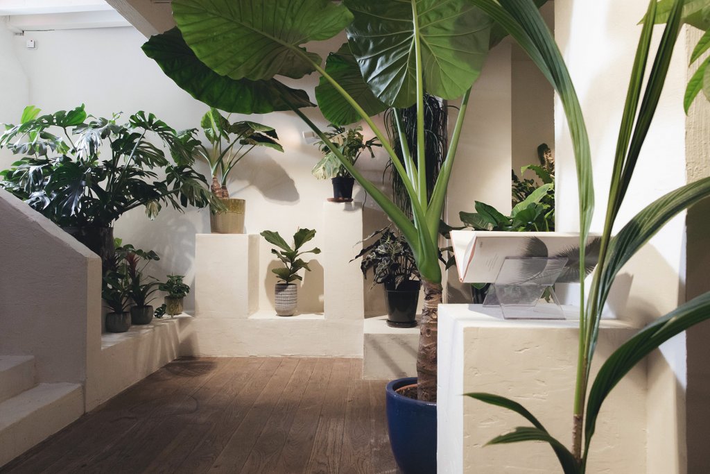 Pflanzen, Köln – ©Mauritia Galerie