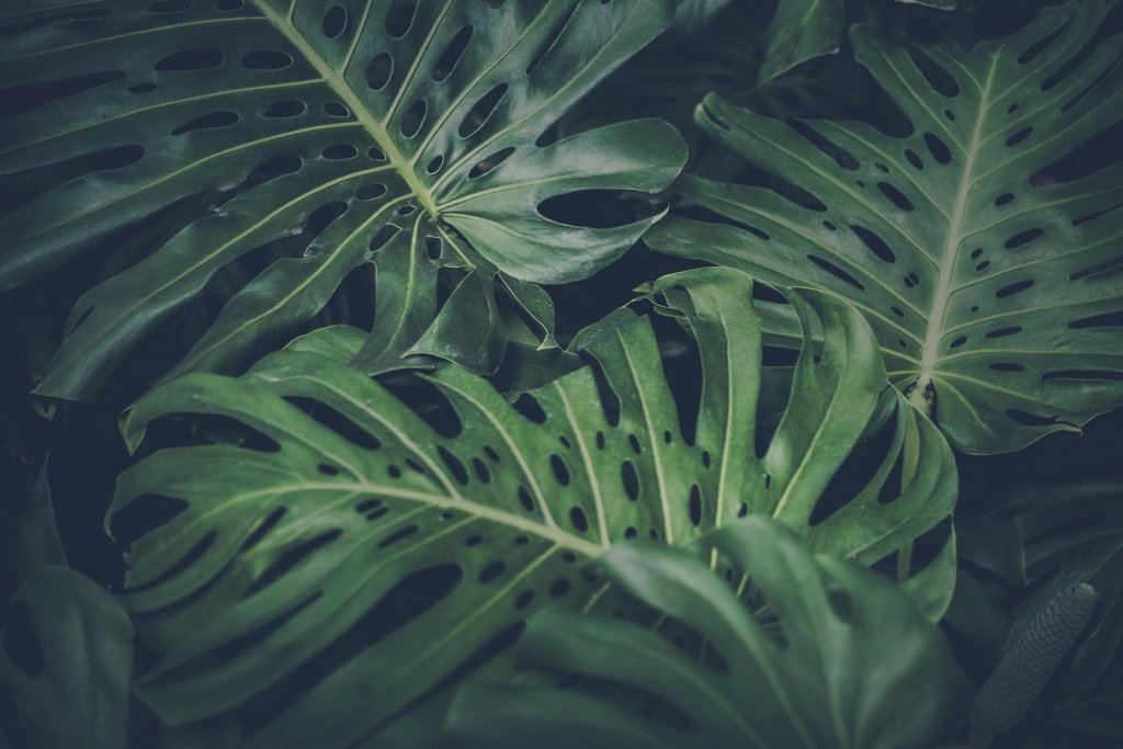 Pflanzen, Zimmerpflanzen &ndash; &copy;Unsplash