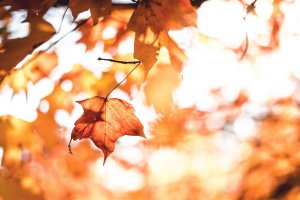 Herbst In Koeln 2 Artikel – ©Unsplash