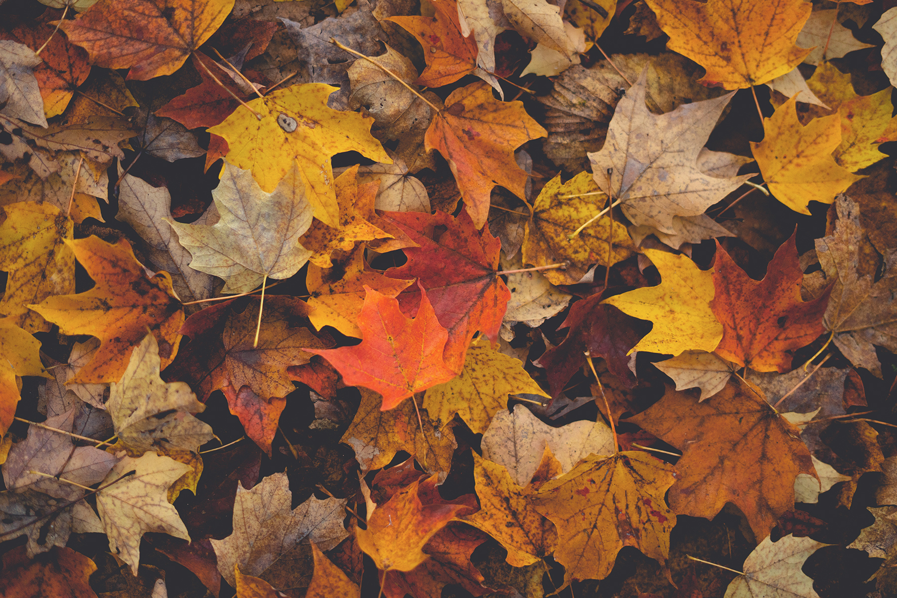 Herbst Koeln 11 Artikel – ©Unsplash