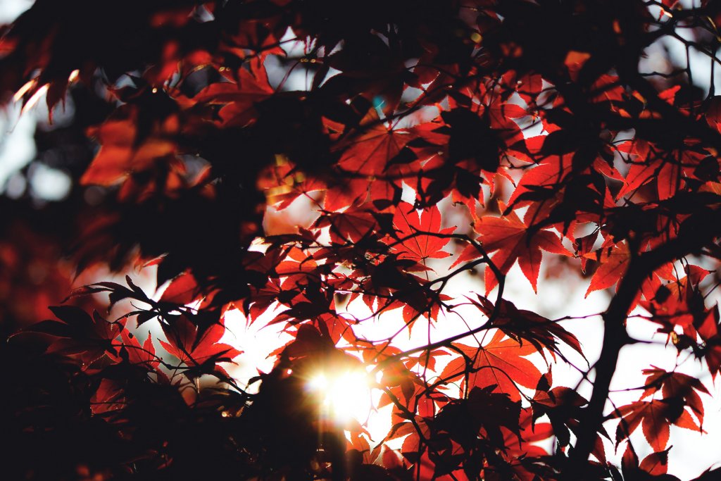 Herbst Koeln 2 Artikel – ©Unsplash