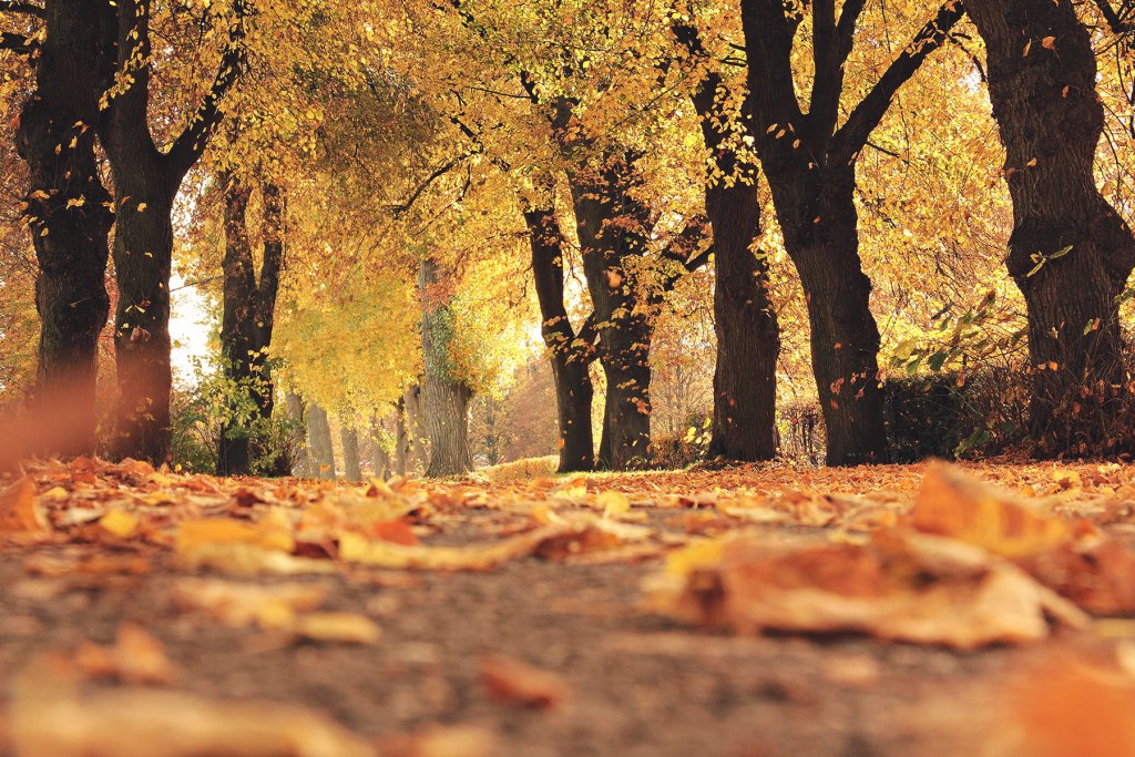 Herbst Weg Spazieren Koeln 1 Artikel – ©Pexels