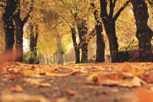 Herbst Weg Spazieren Koeln 1 Artikel &ndash; &copy;Pexels