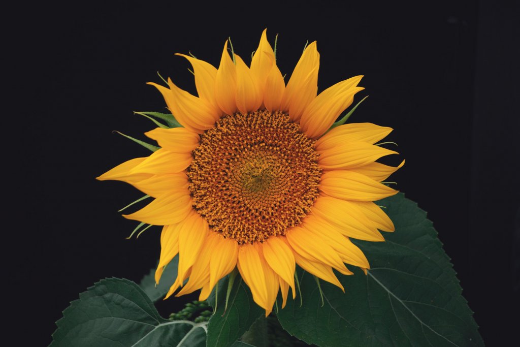 Sonnenblume Veedel Koeln 1 Artikel – ©Unsplash
