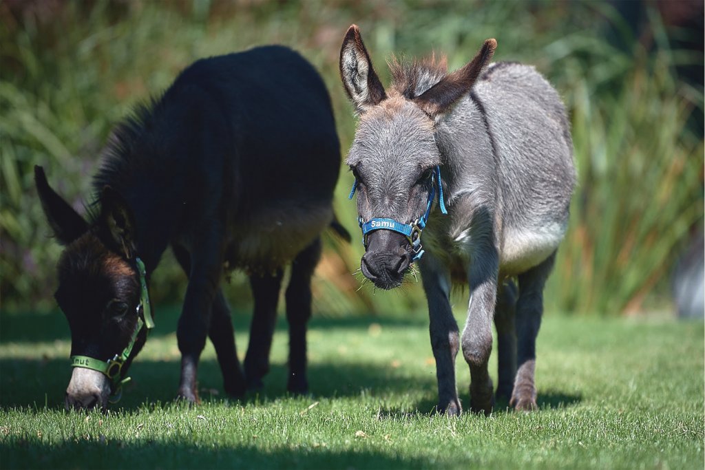 Esel Streichelzoo Koeln 1 Artikel &ndash; &copy;Rolf&lsquo;s Streichelzoo 
