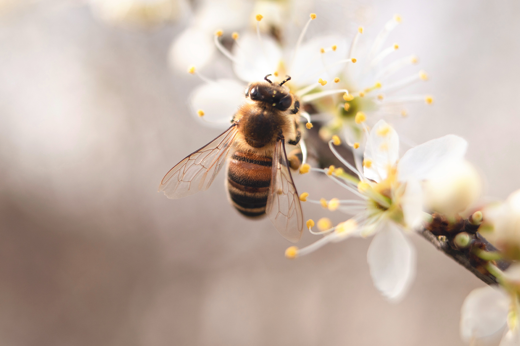 Biene Koeln 1 Artikel – ©Pexels