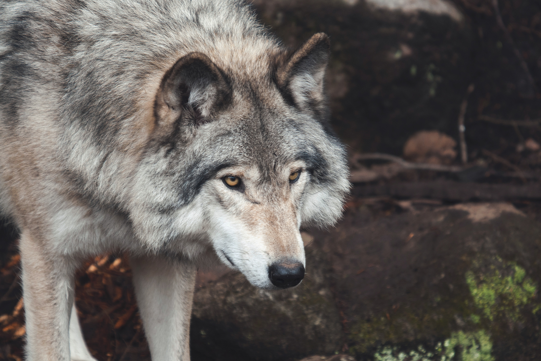 Wolf Koeln 1 Artikel – ©Pexels