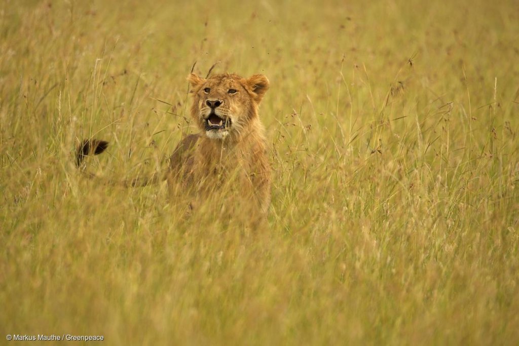 Lion In The Savanna In Kenya Loewe In Der Savanne
