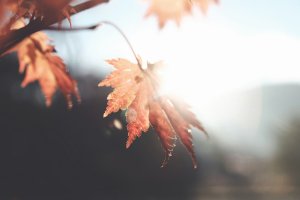 Herbst Events Weekend Koeln 1 Artikel