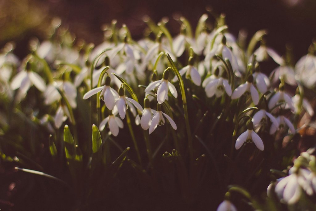 Fr&uuml;hling Blume Koeln &ndash; &copy;Pexels